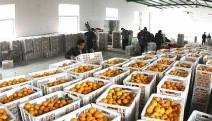 湖北丹江口市27萬多噸豐收柑橘基本銷售完畢，果農(nóng)增收助力鄉(xiāng)村振興