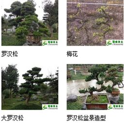 九宮格專注中小企業(yè)網(wǎng)絡營銷，助力溫江蜀綠苗木園藝場互聯(lián)網(wǎng)轉(zhuǎn)型
