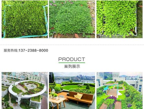 黃金佛甲草的市場(chǎng)價(jià)格、種植與應(yīng)用——以創(chuàng)晟環(huán)保為例