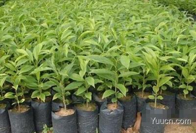 沉香樹(shù)種植與沉香木市場(chǎng)價(jià)值探析及農(nóng)副產(chǎn)品銷售策略
