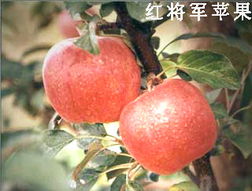 綠色健康，品質之選——泰安市國富苗木種植經銷合作社農副產品展示