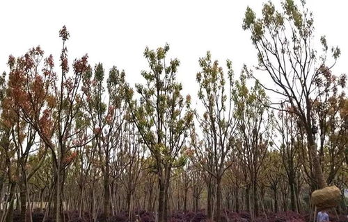 大規格樹木移植與農副產品銷售的黃金法則 守護生態價值，開拓市場藍海