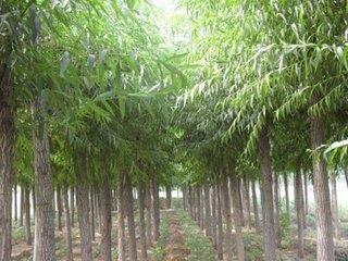 靈川林木種植 口碑沉淀，綠富雙贏的林木產業典范