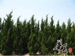 天長市榮沁苗木種植專業合作社 龍柏H300-450 & P200-300規格苗木大量供應，誠邀合作