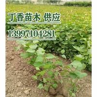 白蠟苗木優選指南 陜西、寧夏高品質白蠟批發與種植策略