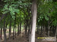 濟寧農鑫苗木種植基地國槐與觀賞樹木供應信息