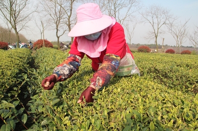 皖墾茶業集團 打造“茶酒林”三業并舉模式，復工復產忙不停，生態經濟兩不誤