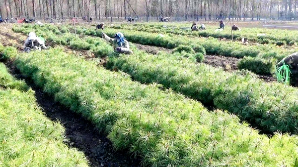 春風(fēng)又綠東方紅，林區(qū)植樹促振興